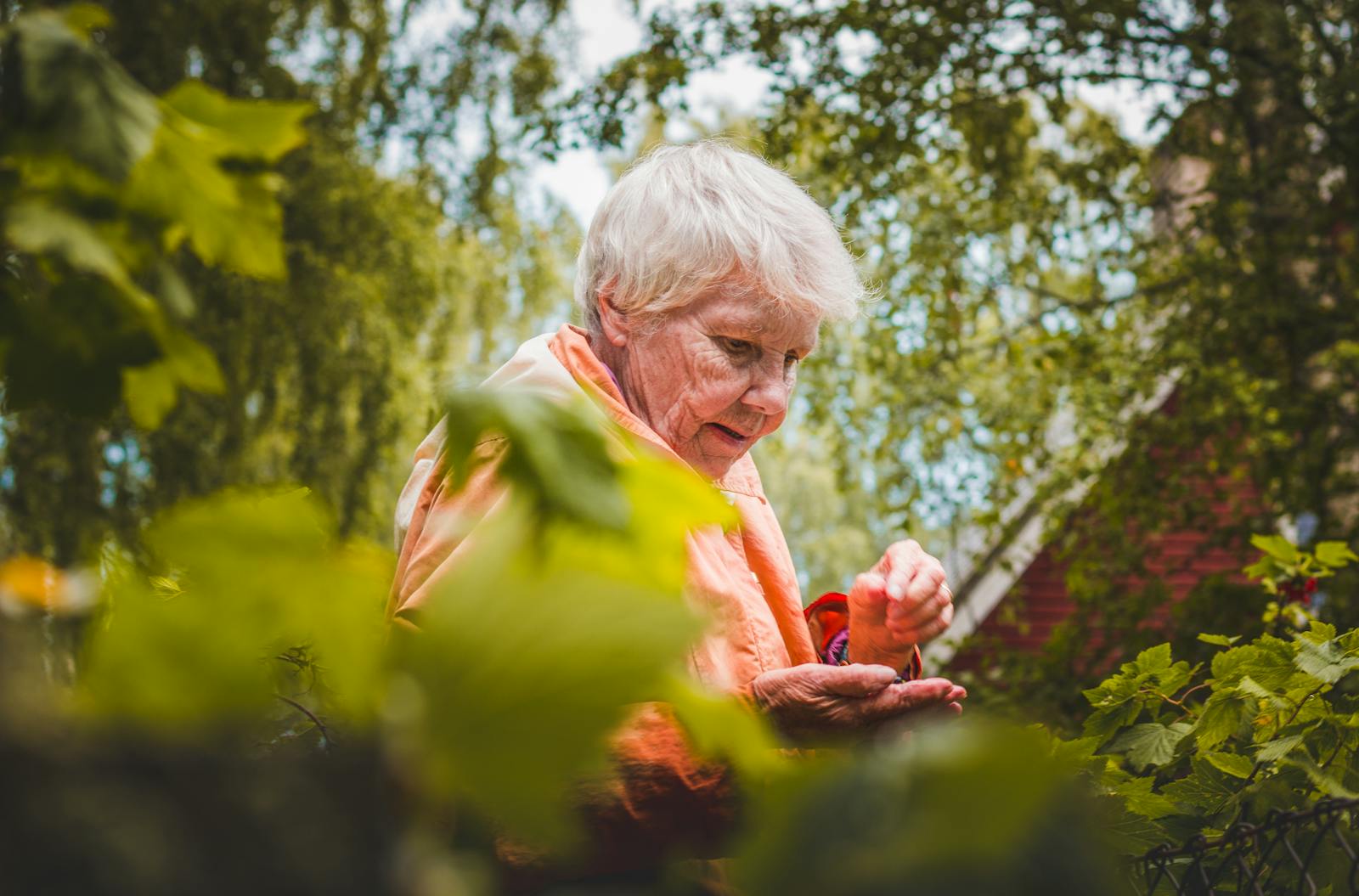 A senior woman enjoying leisure time picking leaves in a lush garden setting.